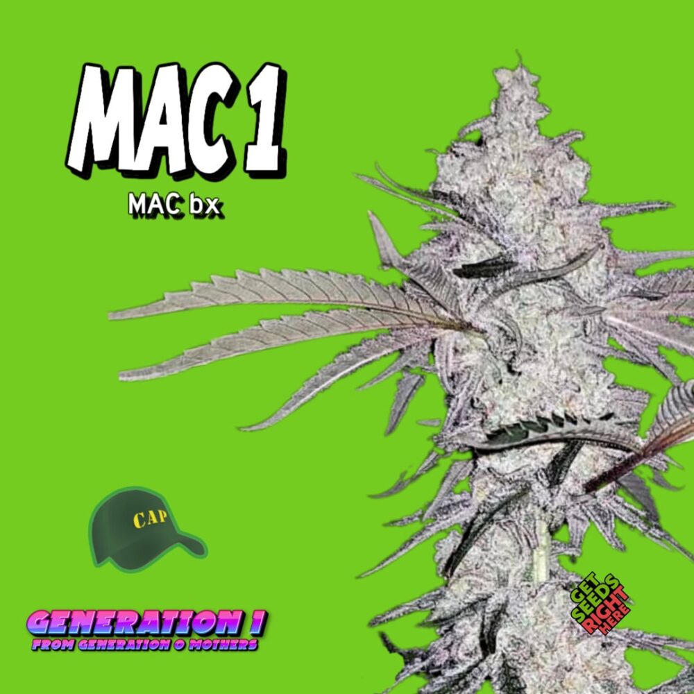 MAC 1 Cannabis Clones for sale