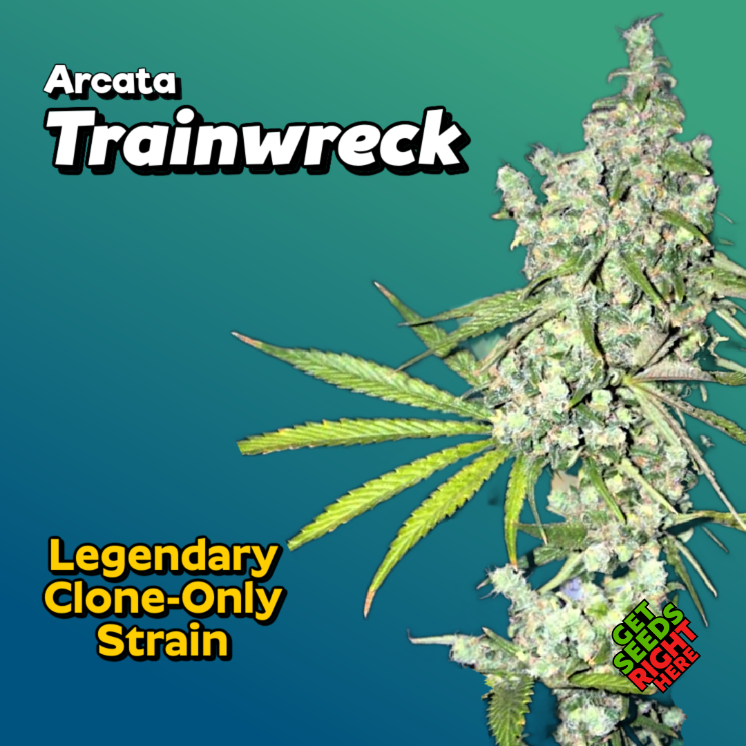 Arcata Trainwreck Cannabis Clones