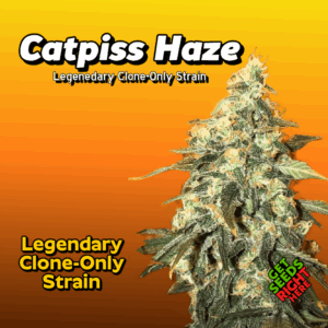 Catpiss Haze Cannabis Clones for sale