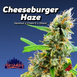 Cheeseburger Haze cannabis strain by Top Dawg Seeds with frosty buds and classic haze structure.