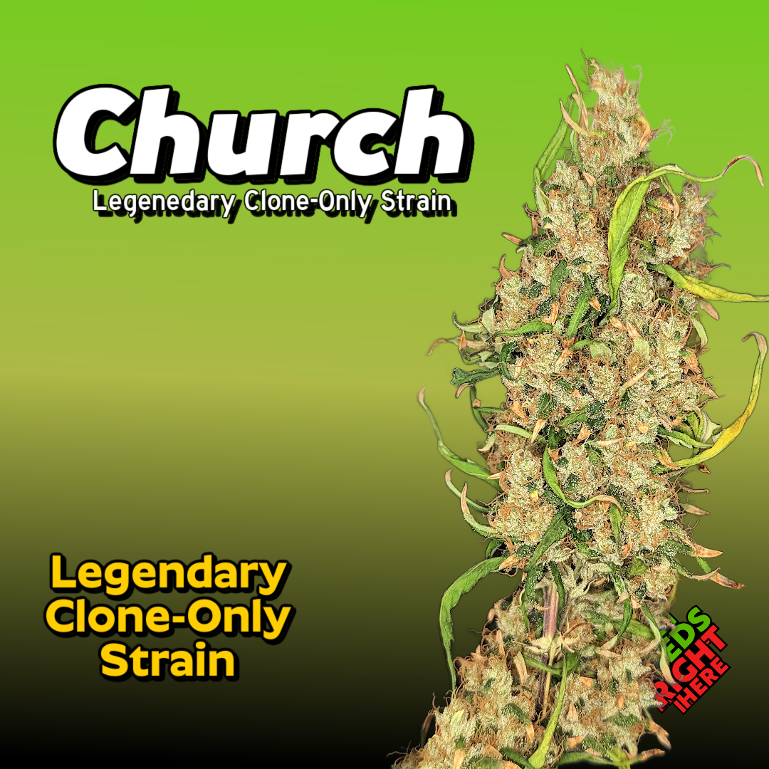 Church Cannabis Clones for sale aka Piff Haze