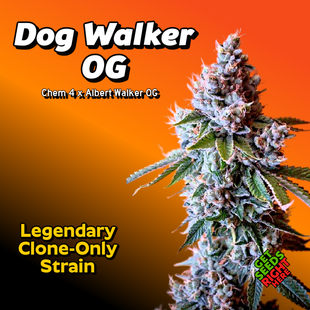 Dog Walker OG cannabis clones