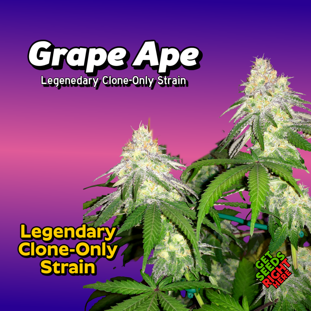 Grape Ape Cannabis Clones for sale