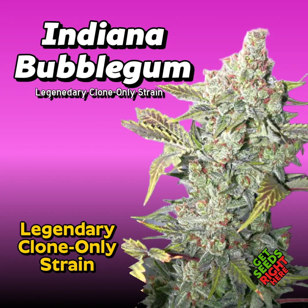 Indiana Bubblegum cannabis strain with frosty buds and sweet bubblegum aroma.