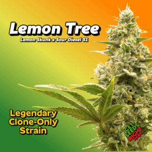 Lemon Tree Cannabis Clones for sale
