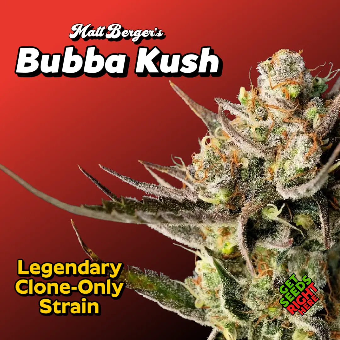 Matt Berger’s Bubba Kush cannabis strain with dense frosty buds and classic indica appeal.
