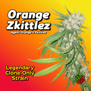Orange Zkittlez Cannabis Clones for sale