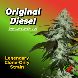 Original Diesel – Daywrecker Cannabis Clones