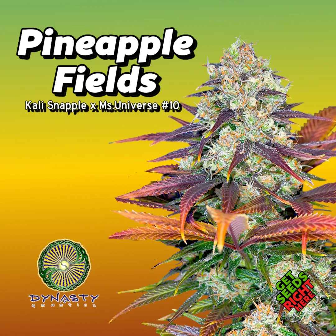 Pineapple Fields cannabis strain by Dynasty Genetics with frosty purple buds and tropical pineapple aroma.