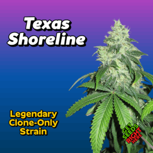 Texas Shoreline Cannabis Clones for sale