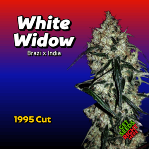 White Widow Cannabis Clones