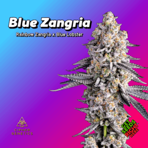 Blue Zangria strain