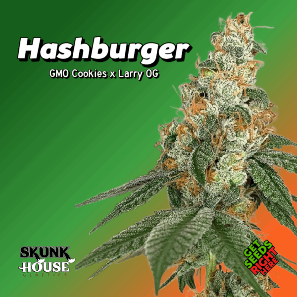 Hashburger Cannabis Clones — Skunk House Genetics | GMO Cookies × Larry OG Premium Rooted Clones
