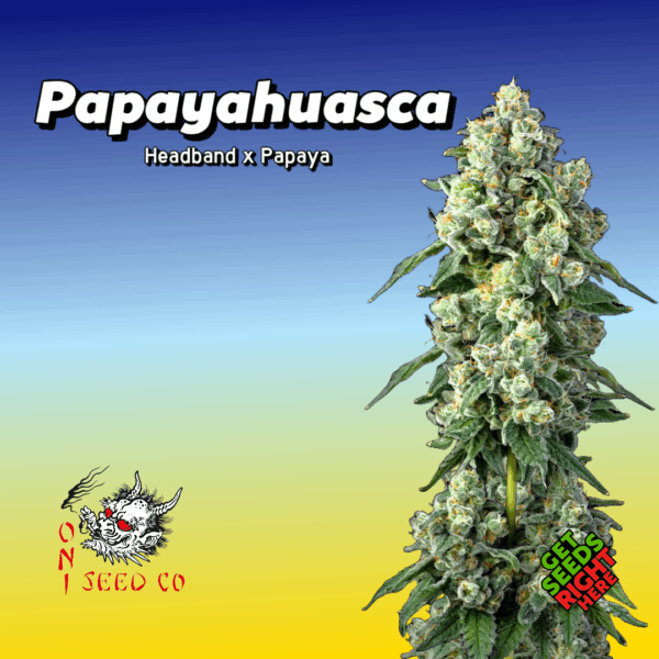 Papayahuasca strain ONI Seeds