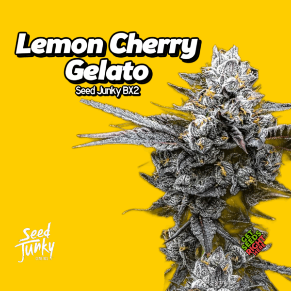 Lemon Cherry Gelato BX2 Seed Junky Cut Cannabis Clones