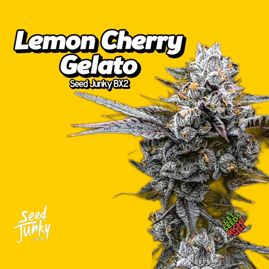 Lemon Cherry Gelato Seed Junky BX2 Cut live clone product image