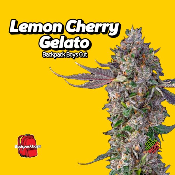 Lemon Cherry Gelato Backpack Boys Cut Cannabis Clones