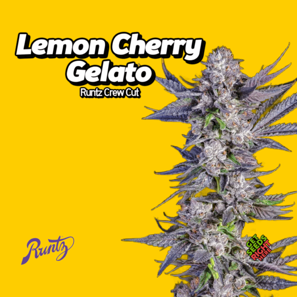 Lemon Cherry Gelato Runtz Crew Cut Cannabis Clones