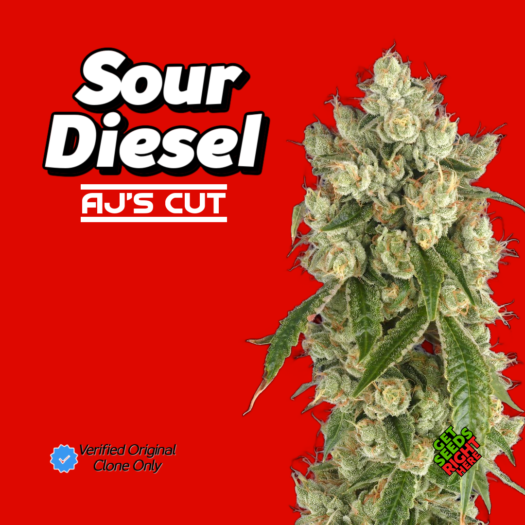 Sour Diesel AJ's Cut Cannabis Clones