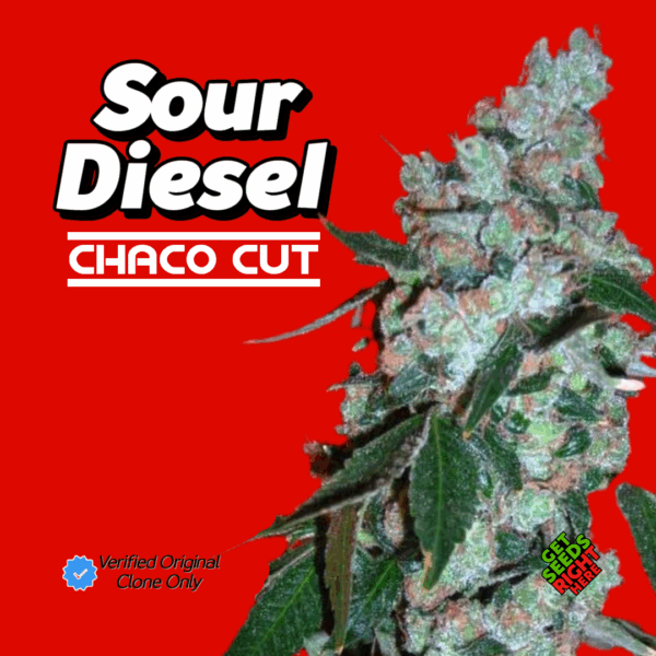 Sour Diesel Chaco Cut Cannabis Clones