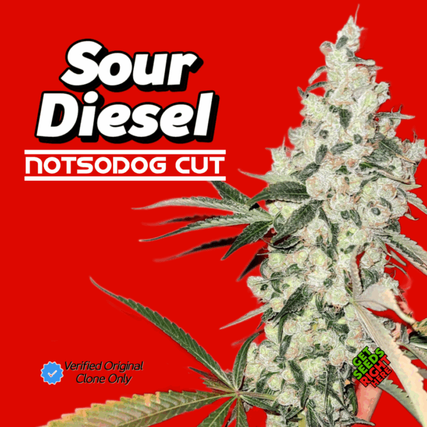Sour Diesel Notsodog Cut Cannabis Clones