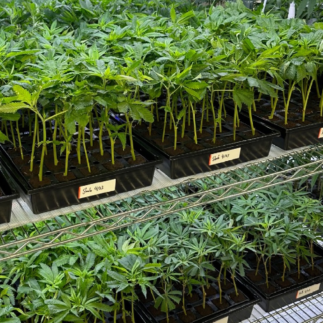 Healthy Rooted Clones