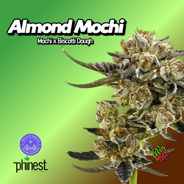 Almond Mochi cannabis clones with frosty buds and vibrant green leaves