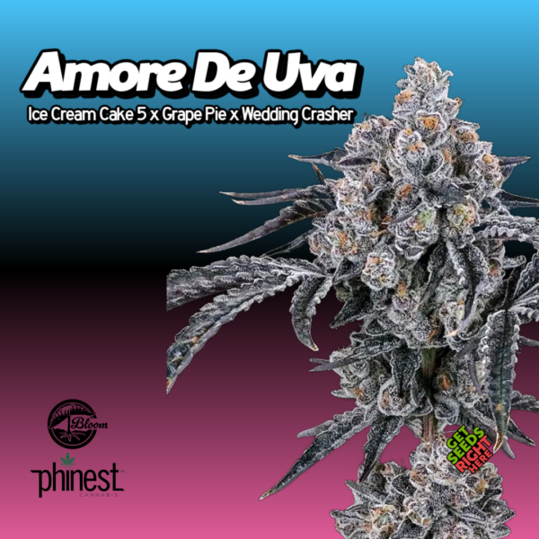 Amore De Uva cannabis clones with frosty purple buds and grape-forward terpene profile