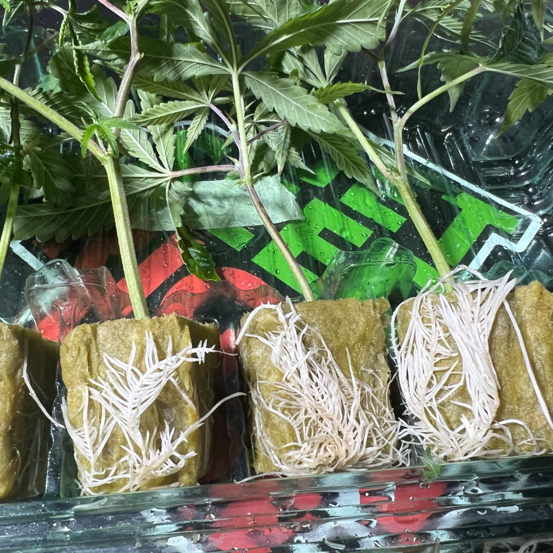 Healthy Rooted Clones