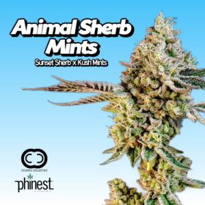 Animal Sherb Mints cannabis clone with dense frosty buds