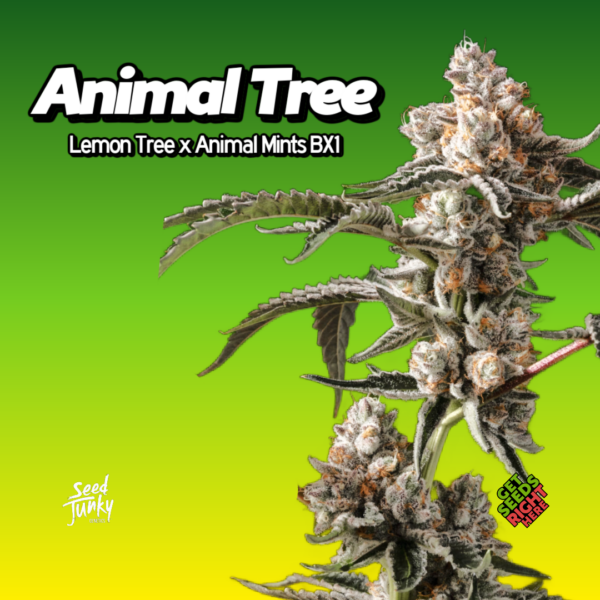 Animal Tree cannabis clone with frosty buds and thick branching