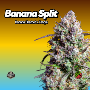 Banana Split cannabis clone with colorful frosty buds