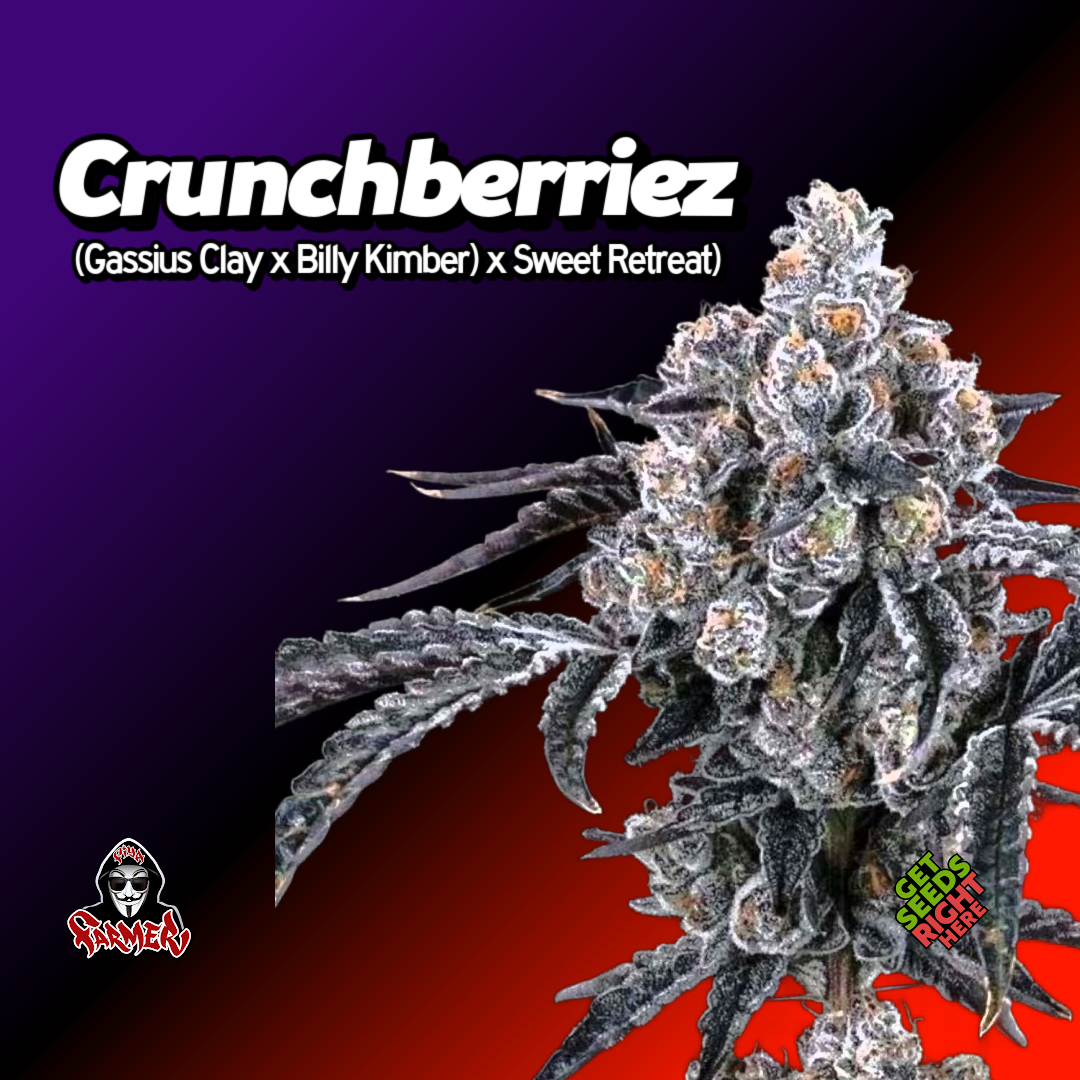 Chrunch Berriez Cannabis Clone Hero Image