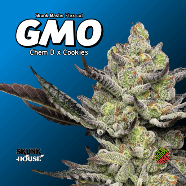 GMO Cannabis Clones