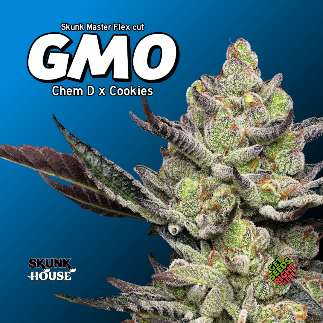 GMO Cannabis Clones Hero Image