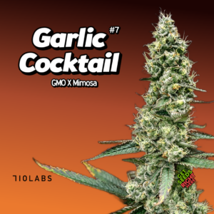 Garlic Cocktail 7 Cannabis Clones