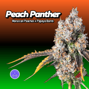 Peach Panther Cannabis Clones