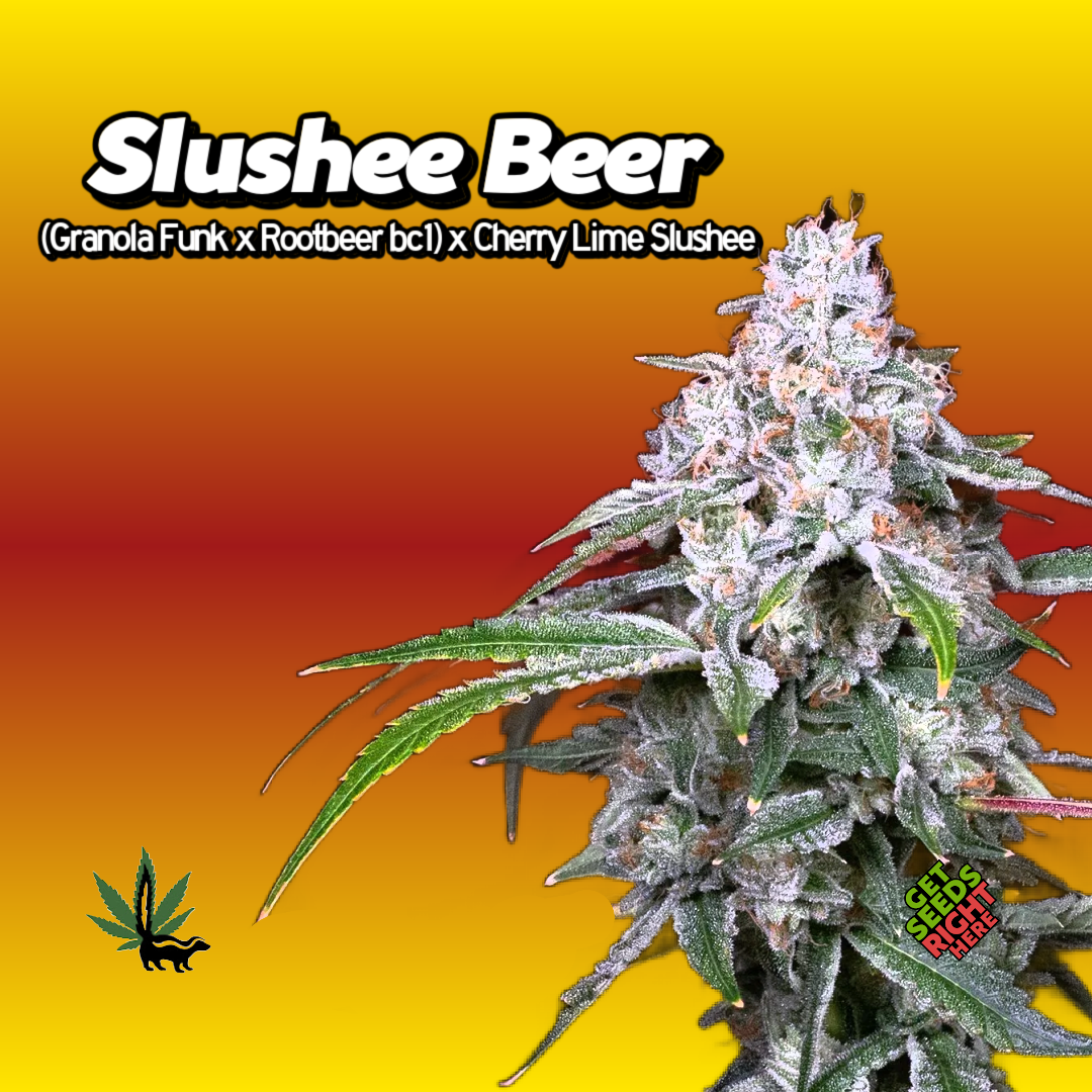 Slushee Beer Cannabis Clones Hero Image