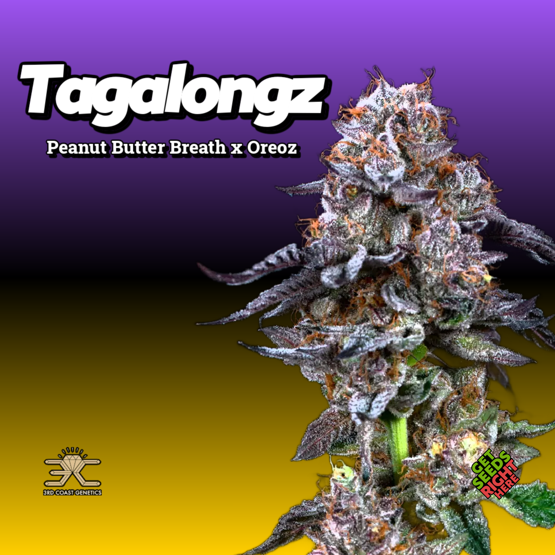 Tagalongz Cannabis Clones Hero Image