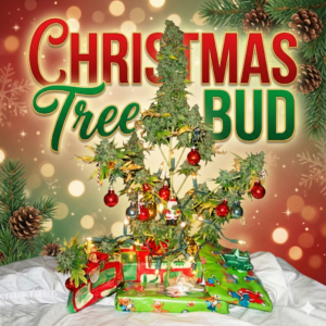 Christmas tree&ndash;shaped cannabis bud decorated with lights and ornaments in a festive holiday background