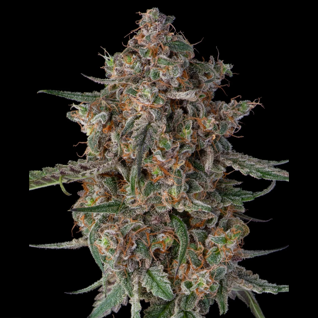 Deep End Butter Flower