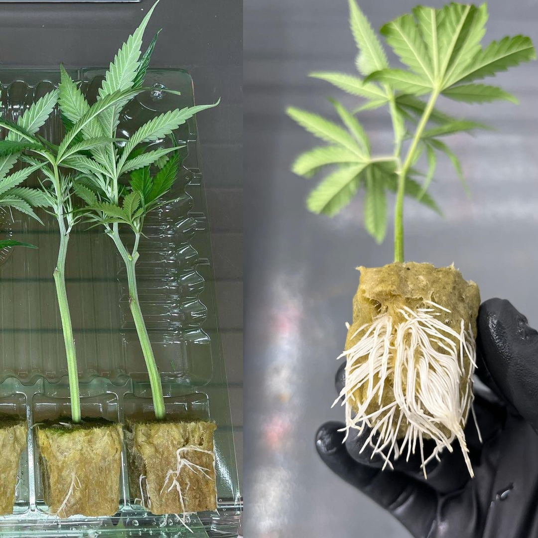 Fully Rooted Pink Drink Clone Example