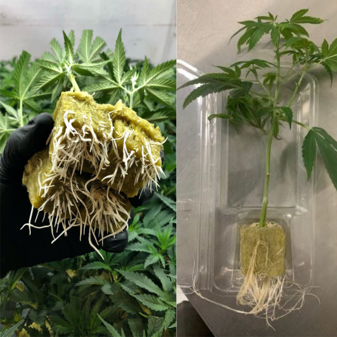 GMO Rooted Clones