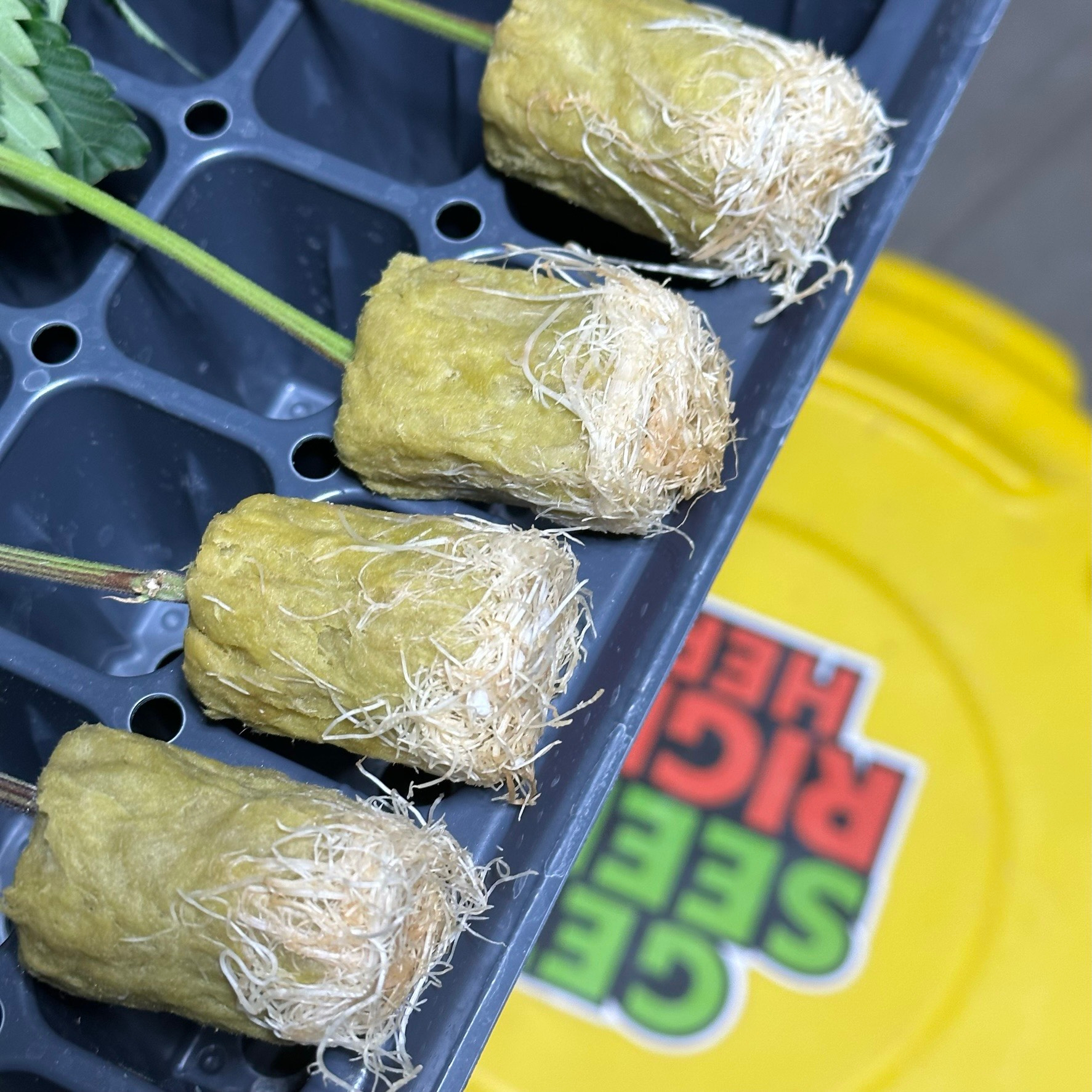 Rooted clone example photo