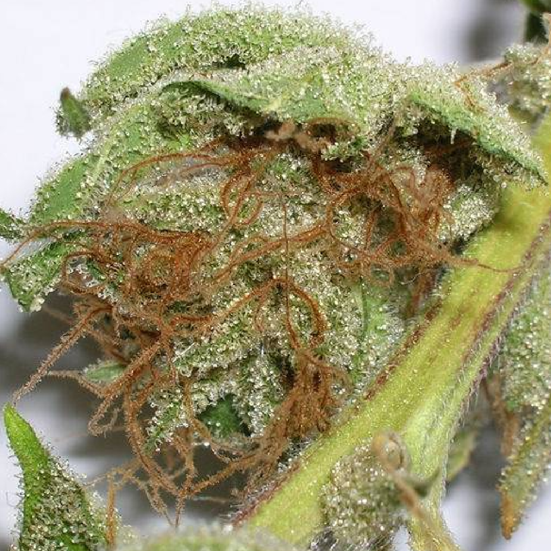 OG Kush Macro