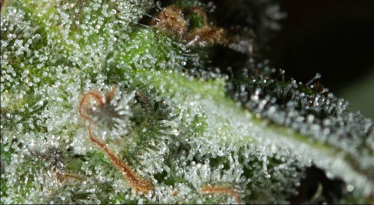 Macro shot of OG Kush trichomes showing dense resin coverage