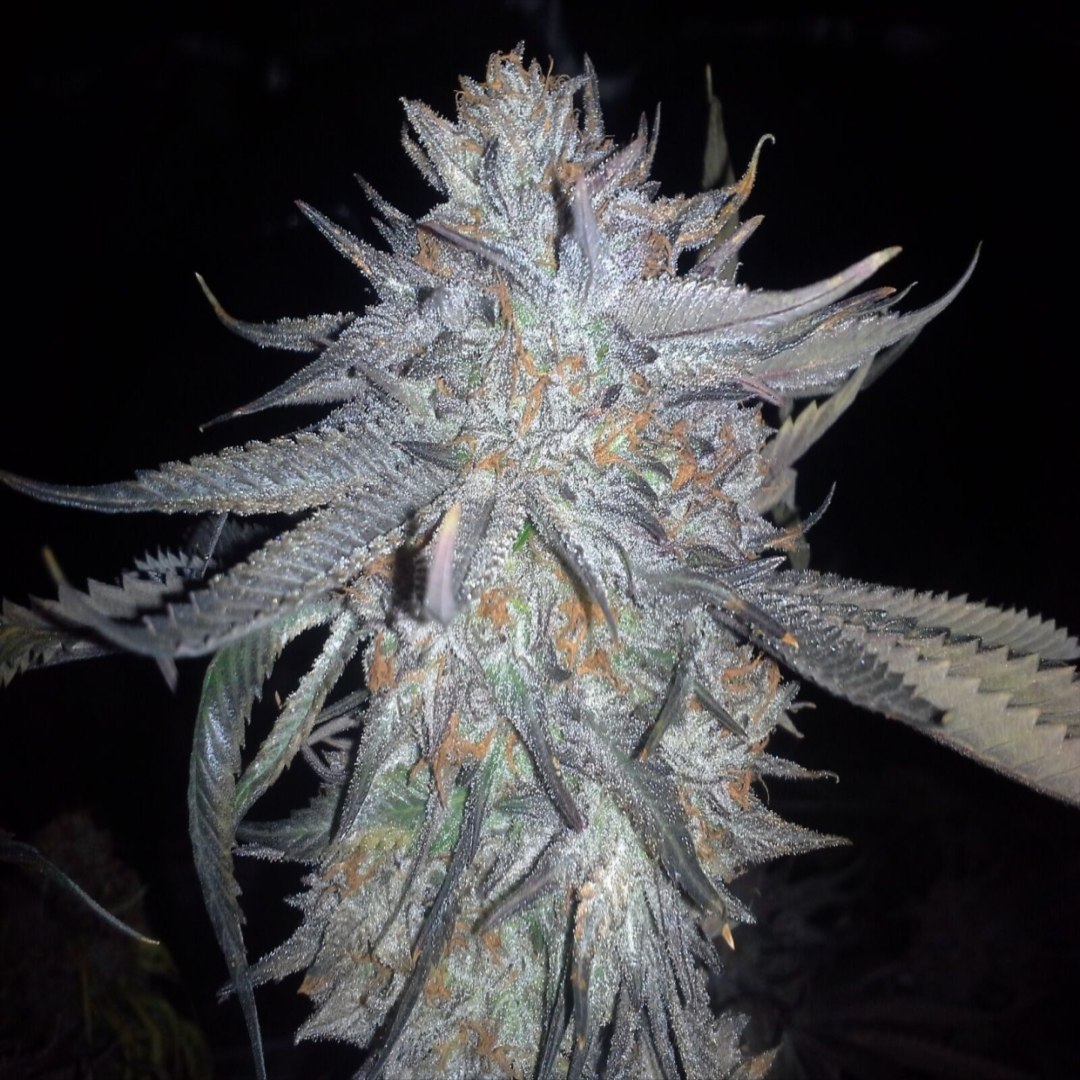 Peach Panther Flower