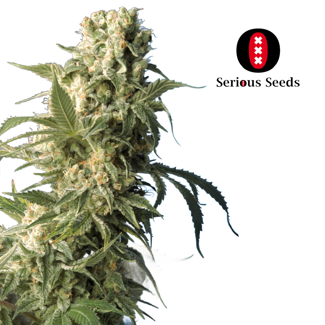 AK47 Flowering