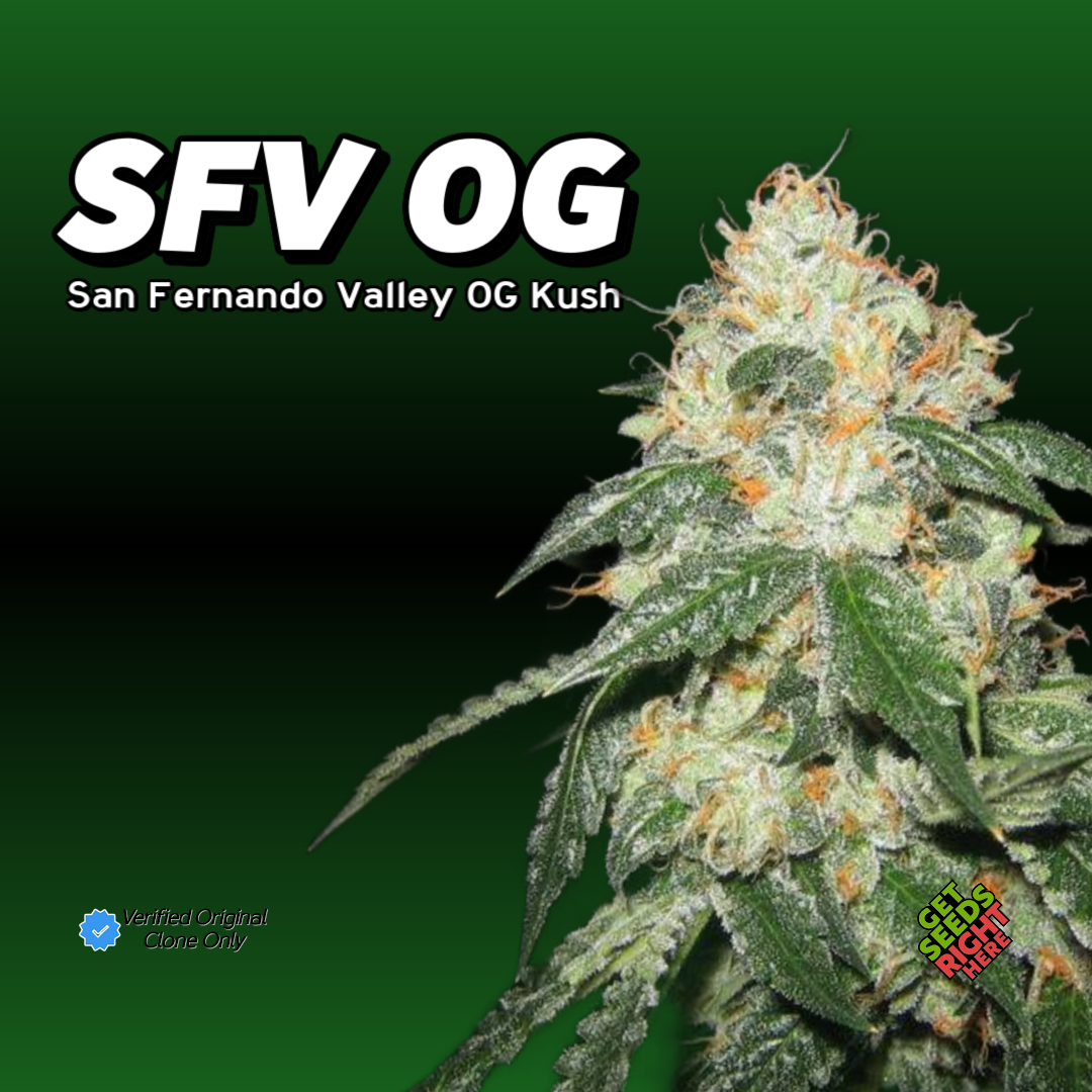 SFV OG Cannabis Clone Hero Image