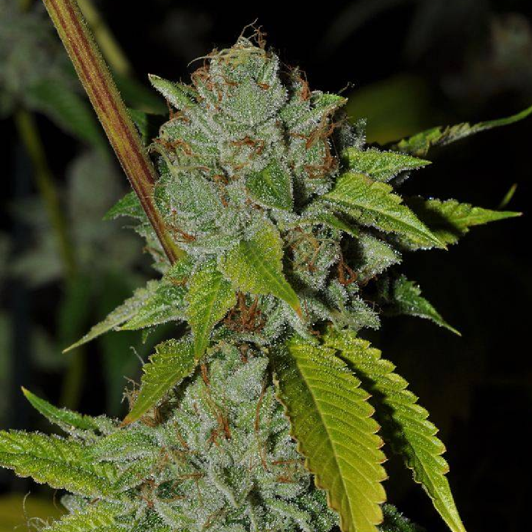 SFV OG Plant Structure